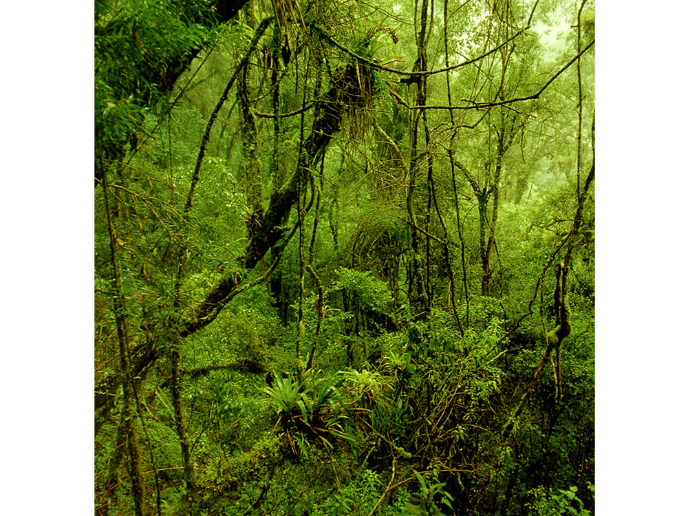 Right Image