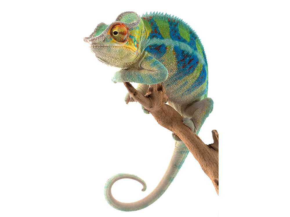 Right Image